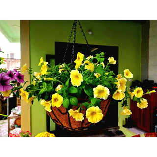 Combo 4 chậu hoa 25cm
