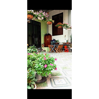 Combo 4 chậu hoa 25cm