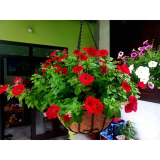 Combo 4 chậu hoa 25cm