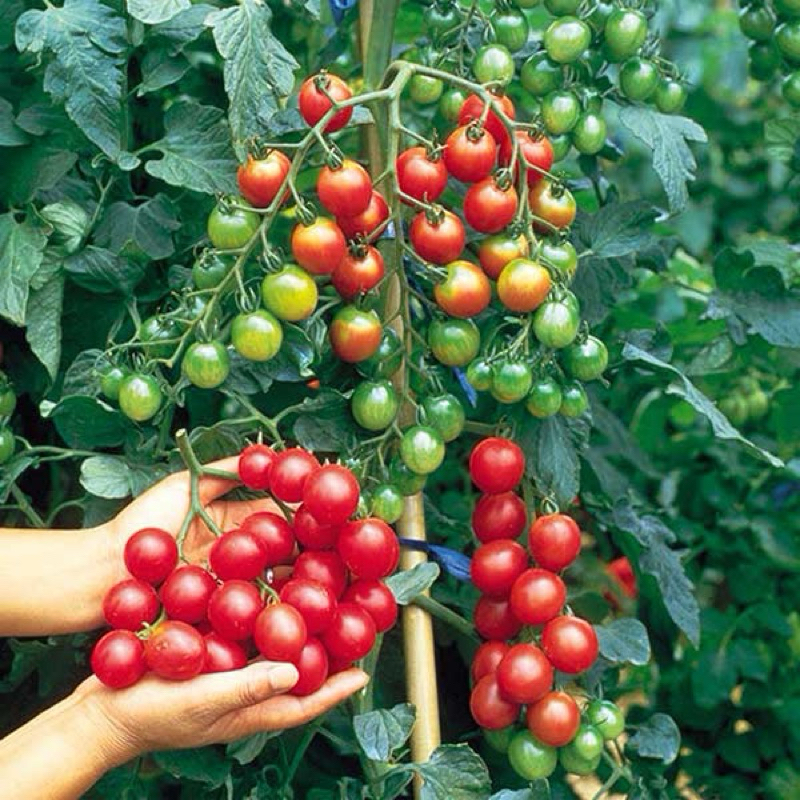 Combo Cây giống Cà chua: Cà chua Chery, Cà chua quả to, Cà chua socola, cà chua bi - Bầu rễ ổn định - Nhanh thu hoạch