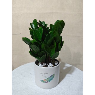 (Ship nhah toàn quốc) Cây kim tiền tài lộc kèm chậu sứ cao 25-30cm