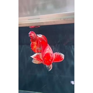 tôm trộn phi tần đỏ