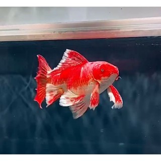 tôm trộn phi tần đỏ