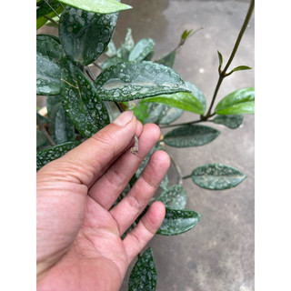 giò hoa lan cẩm cù trắng size trung