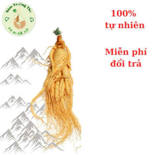 (450g_Tặng 1 củ 50g) Nhân Sâm Nguyên Củ_Sâm Núi Trường Bạch củ 450g