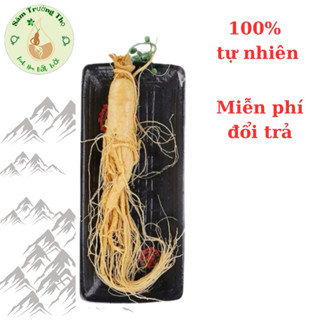 ( 100g/150g/200g/1 củ ) Nhân Sâm Núi Trường Bạch_Nhân Sâm Tươi Nguyên Củ