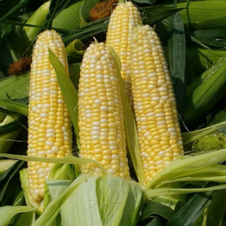 Hạt Giống Ngô Vàng Siêu Ngọt F1 (Không Biến Đổi Gen) - 10gram - GM 90%