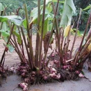 Tinh bột củ dong riềng Lai Châu