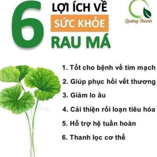 Bột Rau Má sấy lạnh