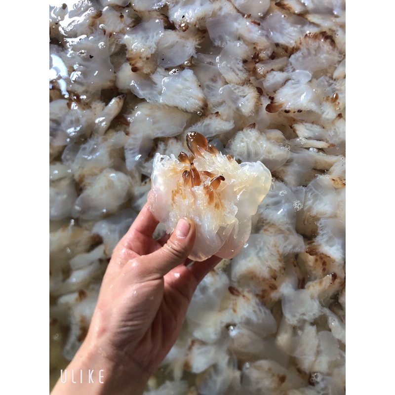 sứa chân sứa thân sấy khô ăn liền