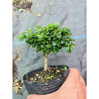 Cây Trà Phúc Kiến Thái  mini bonsai . Phù hợp làm cây cảnh, để bàn học, bàn làm việc tại, trang trí tiểu cảnh.