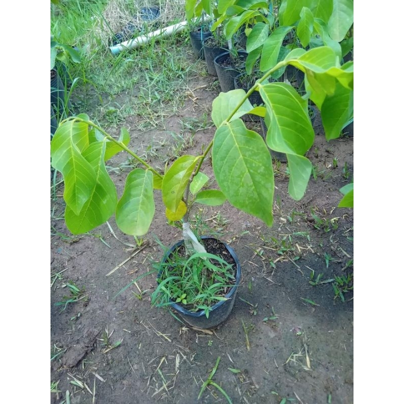 CÂY GIỐNG NA THÁI, NA SẦU RIÊNG, NA ĐÀI LOAN