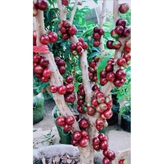 Nho thân gỗ 12 vụ gần có trái