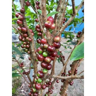 Nho thân gỗ 12 vụ gần có trái
