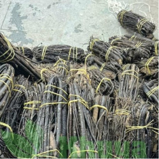 1kí Dây thuốc cá Dưỡng cây-Mát cây