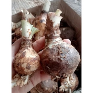 Củ Hoa Ngọc Trâm
