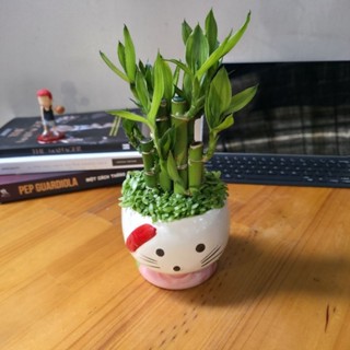 Cây trúc phát tài nhỏ gọn để bàn – Cây phong thủy mang lại may mắn – Decor bàn làm việc xinh xắn