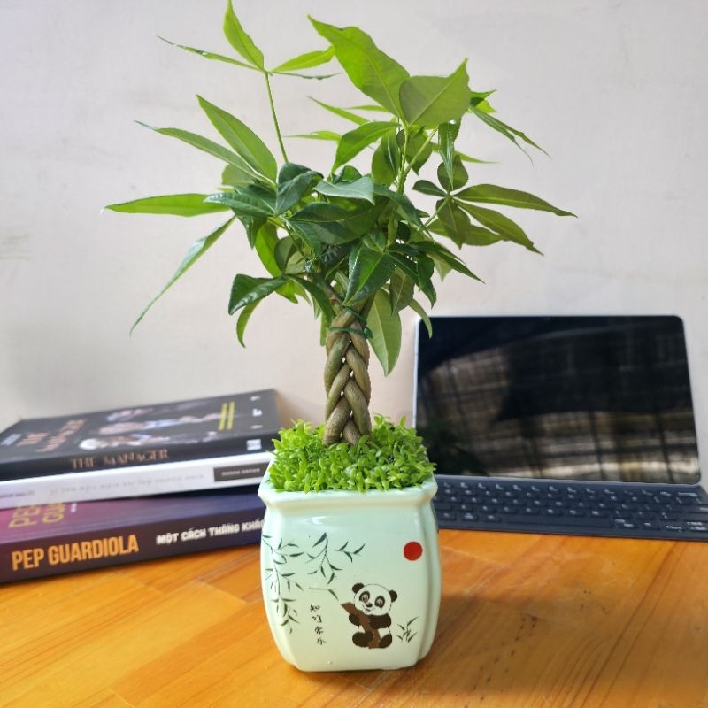 Cây Kim Ngân Xoắn phong thủy để bàn – Mang lại tài lộc thịnh vượng-Trang trí văn phòng, bàn làm việc