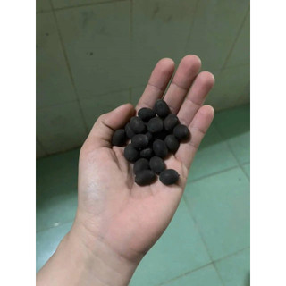 Hạt giống hoa sen ta - sen quê ( Gói 10 hạt ) - Knseeds4