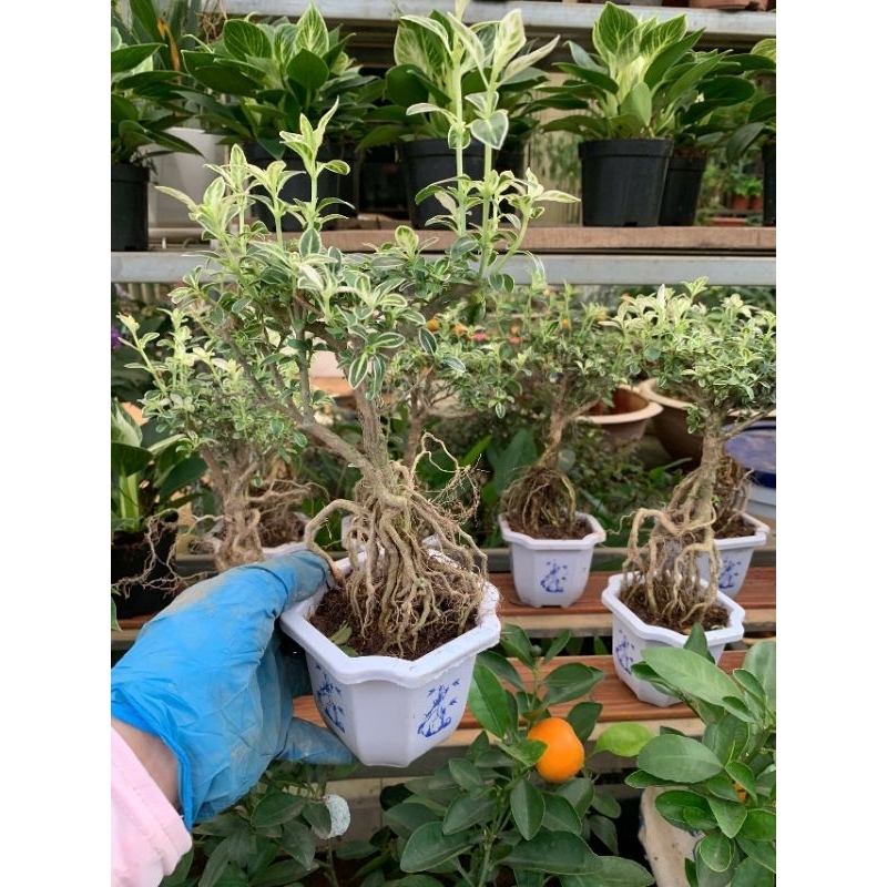 bạch tuyết mai cổ thụ dáng bonsai