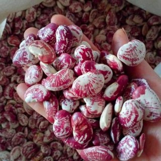  Đậu ngự khô Đà Lạt   đậu Lima đỗ bơ đậu quyên - Đậu hạt hữu cơ cho bé ăn dặm nấu sữa nấu chè 