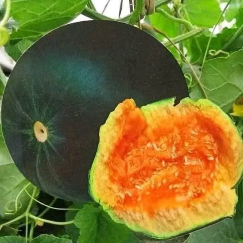 HẠT GIỐNG DƯA BỞ VỎ ĐEN KOCHI F1- GÓI 30 HẠT