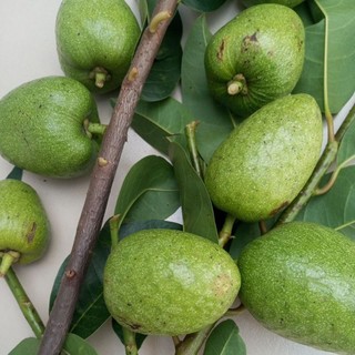 Trái Bình Bát tươi 1kg [Thảo Dược Ngọc Ánh]
