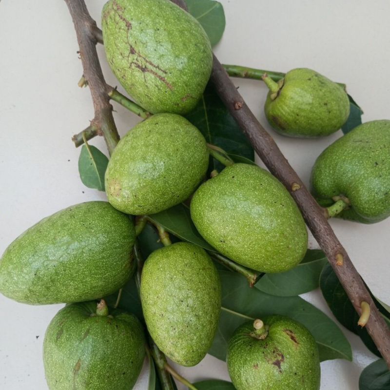 Trái Bình Bát tươi 1kg [Thảo Dược Ngọc Ánh]