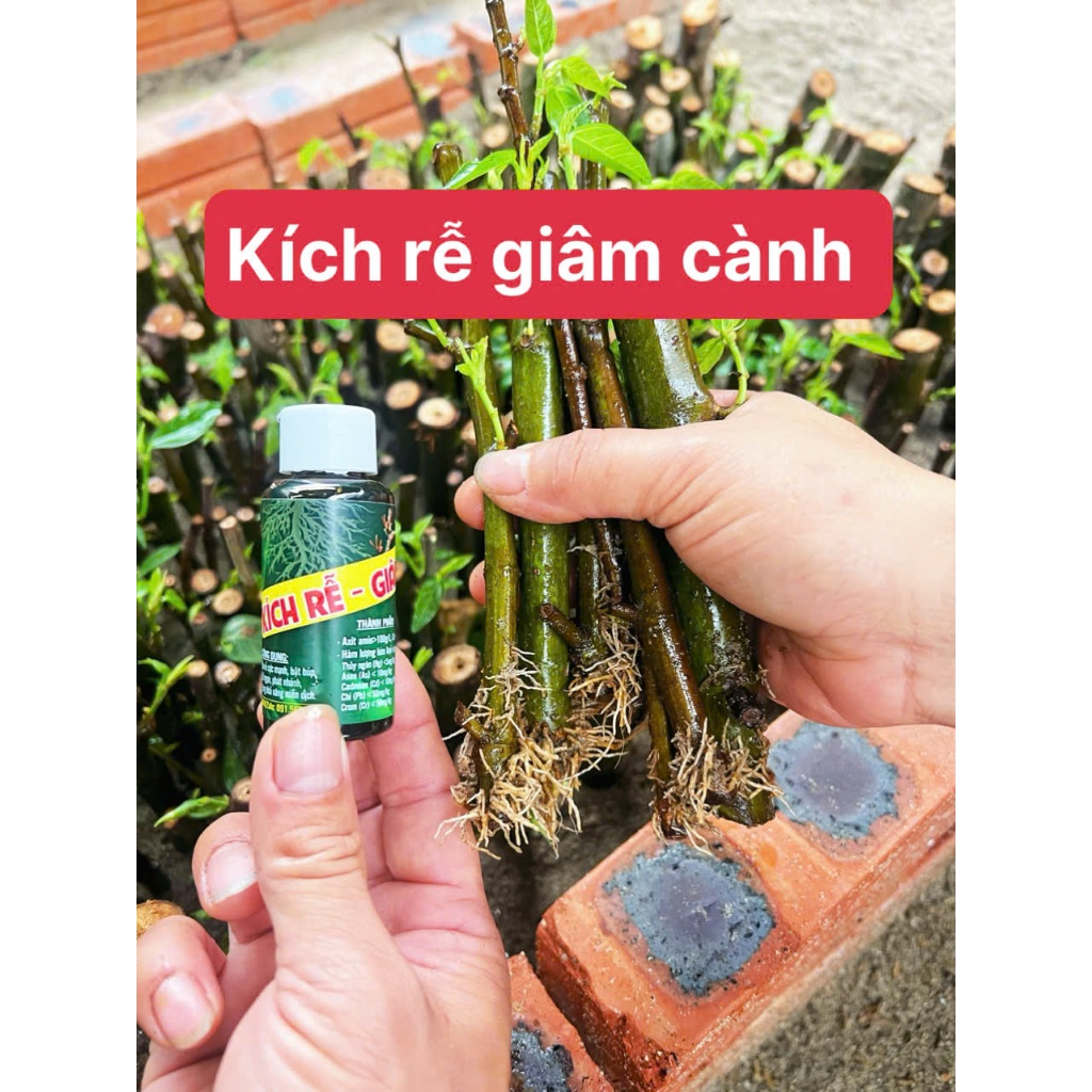 Kích rễ giâm cành, phân bón chứa axit amin kích rễ cho các loại cây giâm chiết cành