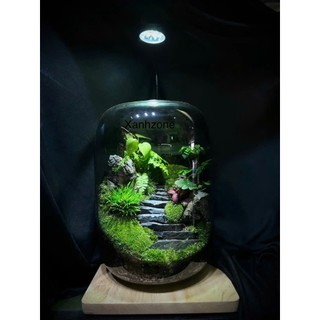 Đá bậc thang set hồ bán cạn, terrarium. túi 15 viên
