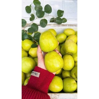 CÂY GIỐNG TÁO ĐẠI MẬT  1 năm ra quả siêu ngọt phù hợp khí hậu mọi vùng miền trên toàn quốc