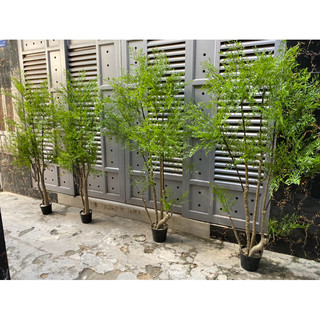 Cây nam thiên trúc 1,8m có 3 gốc.