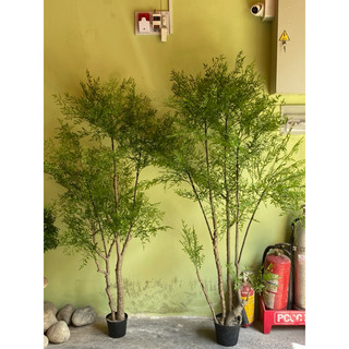 Cây nam thiên trúc 1,8m có 3 gốc.