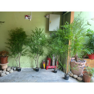 Cây nam thiên trúc 1,8m có 3 gốc.