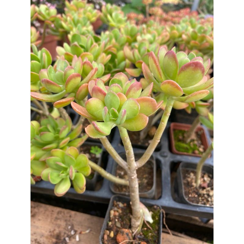 Cây sen đá crassula thạch bích viền đỏ_🌱hàng sẵn