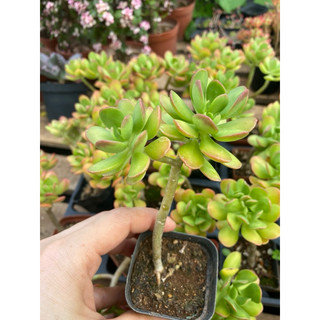 Cây sen đá crassula thạch bích viền đỏ_🌱hàng sẵn