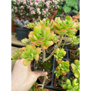 Cây sen đá crassula thạch bích viền đỏ_🌱hàng sẵn