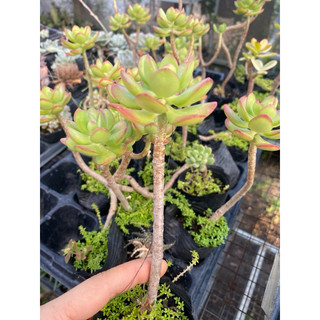 Cây sen đá crassula thạch bích viền đỏ_🌱hàng sẵn