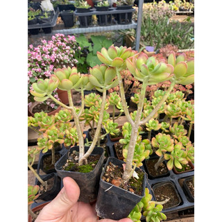 Cây sen đá crassula thạch bích viền đỏ_🌱hàng sẵn