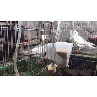 Đai đỡ rổ đẻ cho chim bồ câu