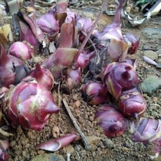 Tinh bột củ dong riềng Lai Châu
