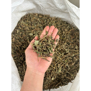 Cà Gai Leo Khô 1KG Nguyên Chất 100% – Giải Độc Gan, Hỗ Trợ Giảm Men Gan, Uống Thay Nước Hàng Ngày