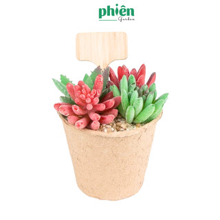 Tag Gỗ Trang Trí Cây Mini, bảng tên gỗ cắm cây, Tag Lá Cờ Đỏ Sao Vàng Trang Trí Chậu Cây