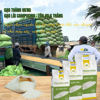 Gạo Lài Campuchia TH - Túi 5kg - Gạo Thơm Đặc Sản Thượng Hạng - Cơm thơm, dẻo vừa, ngọt cơm