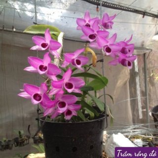 TRẦM RỒNG ĐỎ GIỐNG