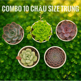 10 Cây Sen Đá Size Trung-Không Chậu