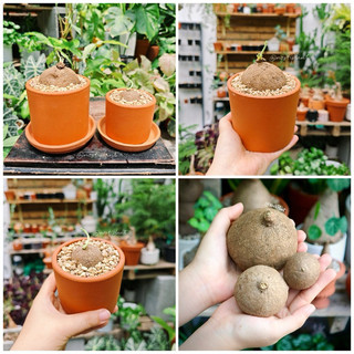   CHẬU TRỒNG SẴN  Chậu đất nung trồng củ bình vôi thái 