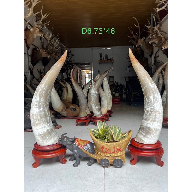 Đôn sừng bò decore