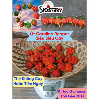 100g Ớt Carolina Reaper Siêu Cay Top Thế Giới