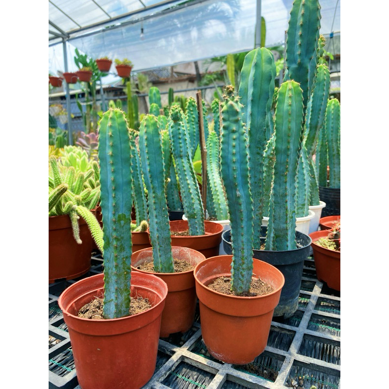 Xương Rồng Euphorbia Xanh Ngọc